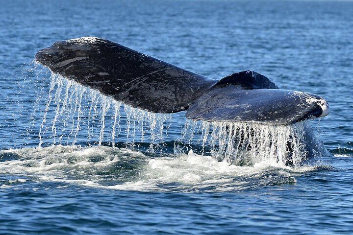 Whale Watching from Hikkaduwa with Pickup & Drop - Photo 1 of 7